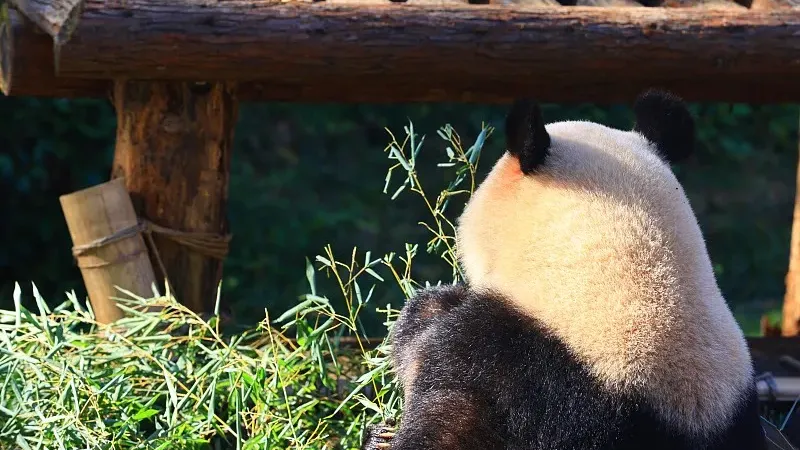 Cover image for "Panda Express: What Kind of Plane Does a Panda Fly In?"