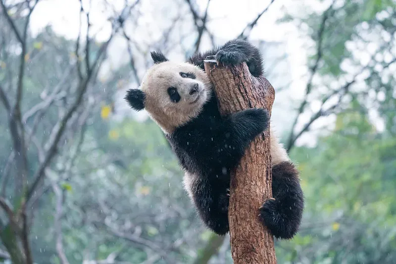 Cover image for Inside a Panda's Lunchbox: Bamboo, Apples, and Mystery Snacks