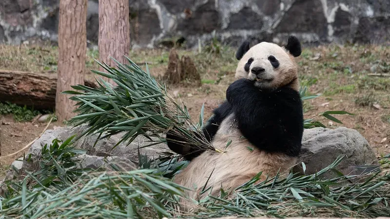 Cover image for "The Ultimate Family Panda Movie Night Guide"
