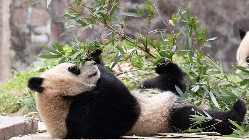 Cover image for "Who Moved My Ball? A Tour of the Ultimate Panda Playground"
