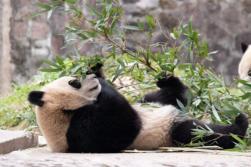Cover image for Who Moved My Ball? A Tour of the Ultimate Panda Playground