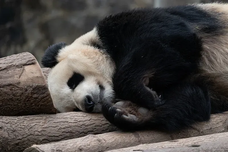 Cover image for Panda Poo Facts: The Fun Truth About Giant Panda Poop