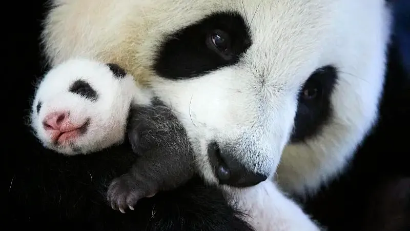 Cover image for "Why Pandas Live Alone: The Ecology of Solitary Bears"