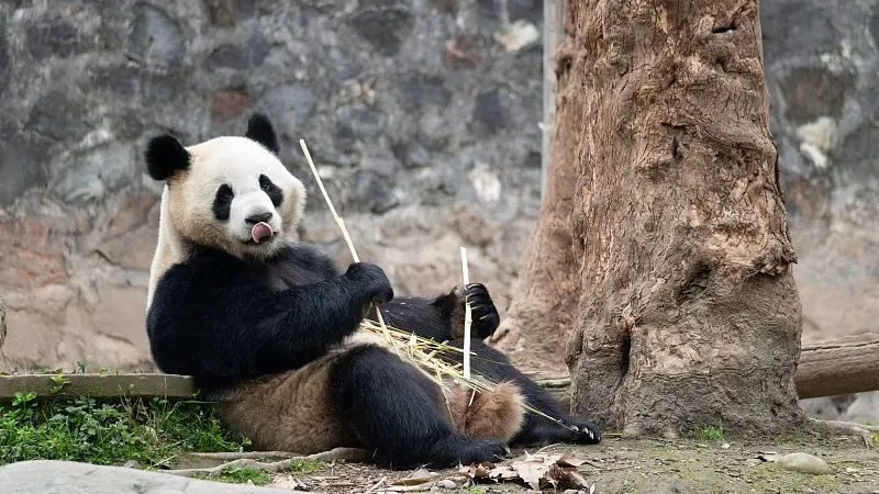 Cover image for "Panda Language: What Do 'Baa-Baa' and 'Woof-Woof' Mean?"