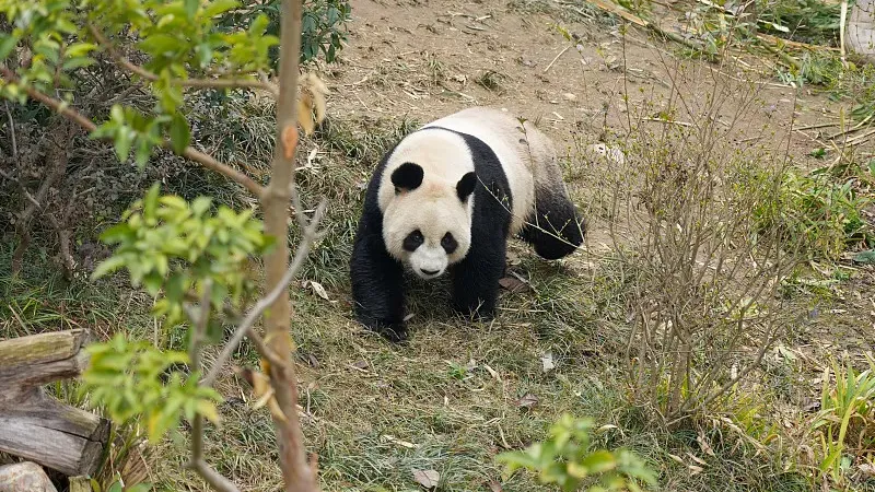Cover image for "Global Panda Stamps and Gold Coins: A Collector's Visual Guide"