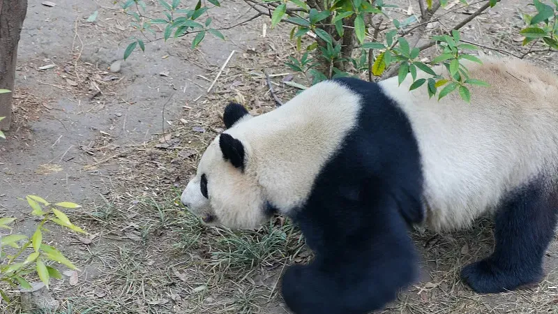 Cover image for "Do Pandas Sweat? How Tropical Pandas Beat the Heat"