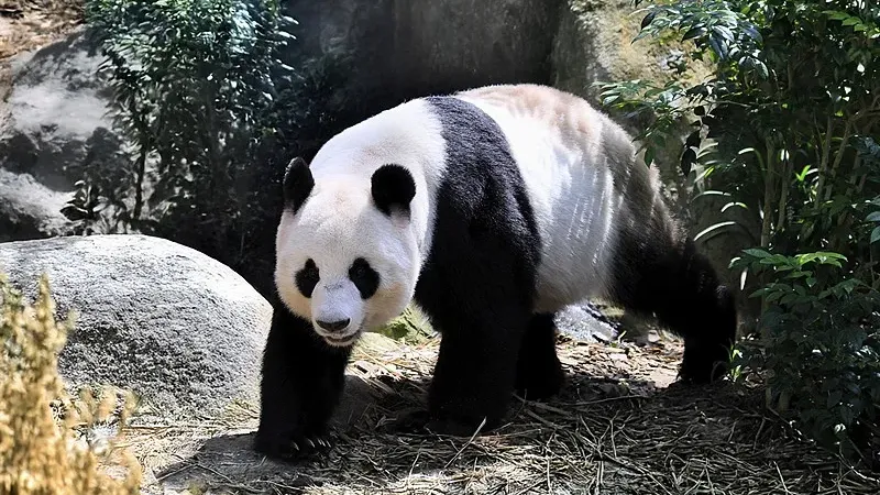 Cover image for "The Giant Panda in Chinese Culture: From Ancient Symbol to Modern Icon"