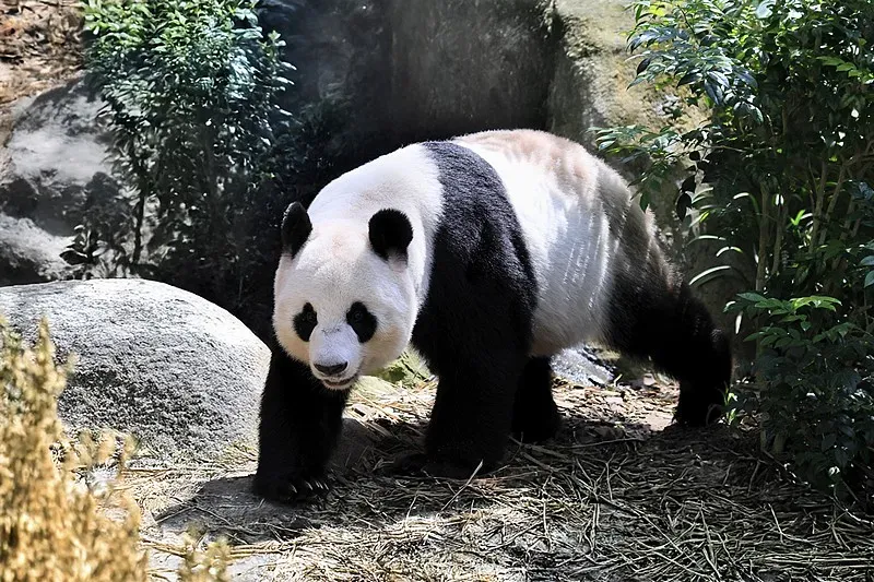 Cover image for The Giant Panda in Chinese Culture: From Ancient Symbol to Modern Icon