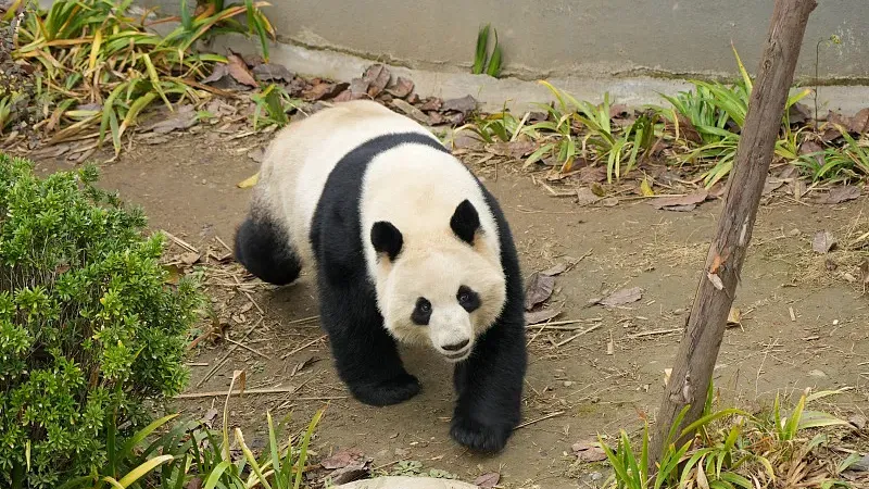 Cover image for "Panda Roommates: The Rich Biodiversity of Bamboo Forest Ecosystems"