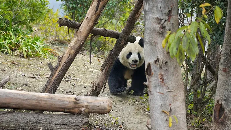 Cover image for "Nature Detective: How to Spot Panda Tracks in the Wild"