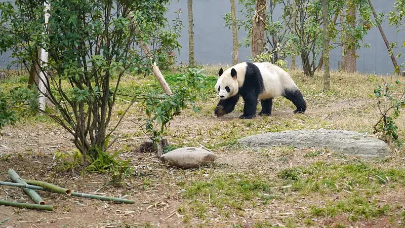 Cover image for "The Umbrella Effect: Protecting Pandas Protects Thousands of Species"