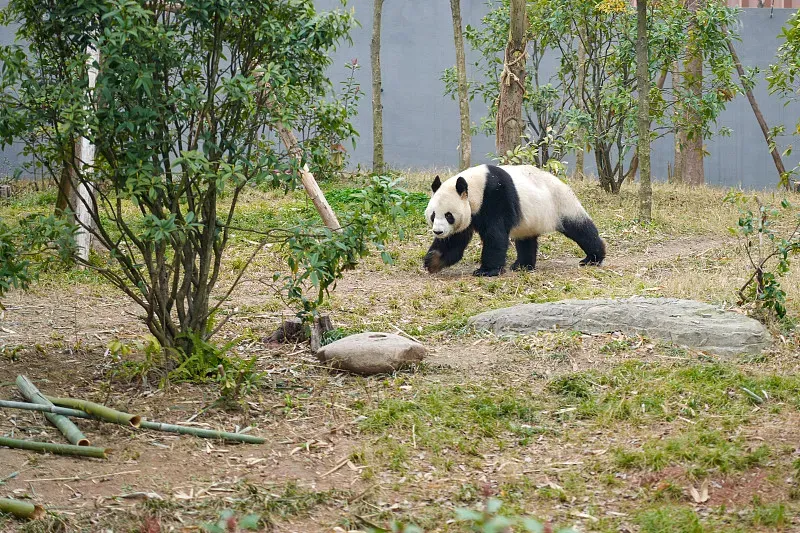 Cover image for The Umbrella Effect: Protecting Pandas Protects Thousands of Species