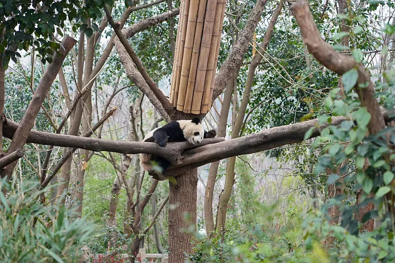 Cover image for Winter Adventure: Where Do Pandas Go When It Snows?