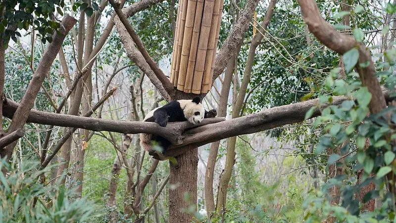 Cover image for "Winter Adventure: Where Do Pandas Go When It Snows?"