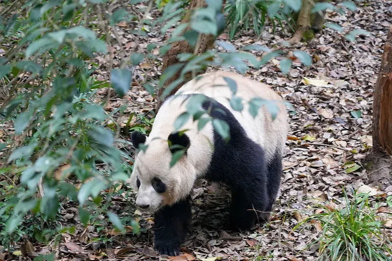 Cover image for The Panda's Sixth Finger: Evolution of the Radial Sesamoid Bone