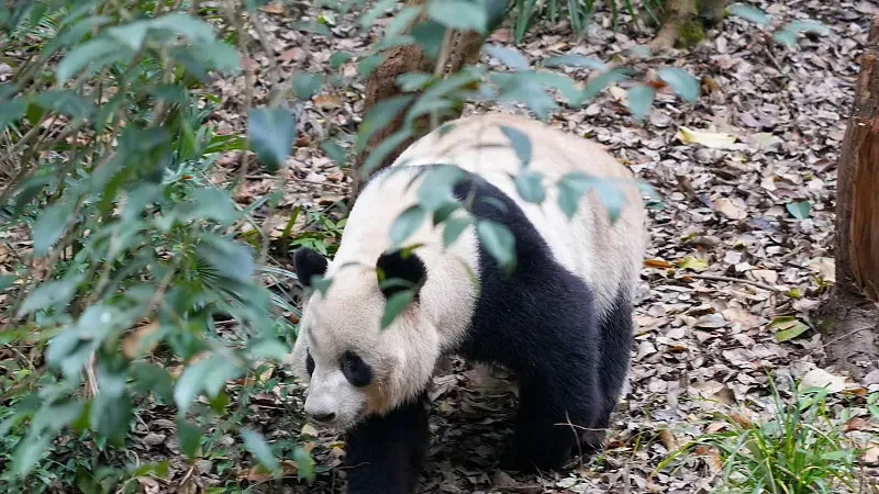 Cover image for "The Panda's Sixth Finger: Evolution of the Radial Sesamoid Bone"