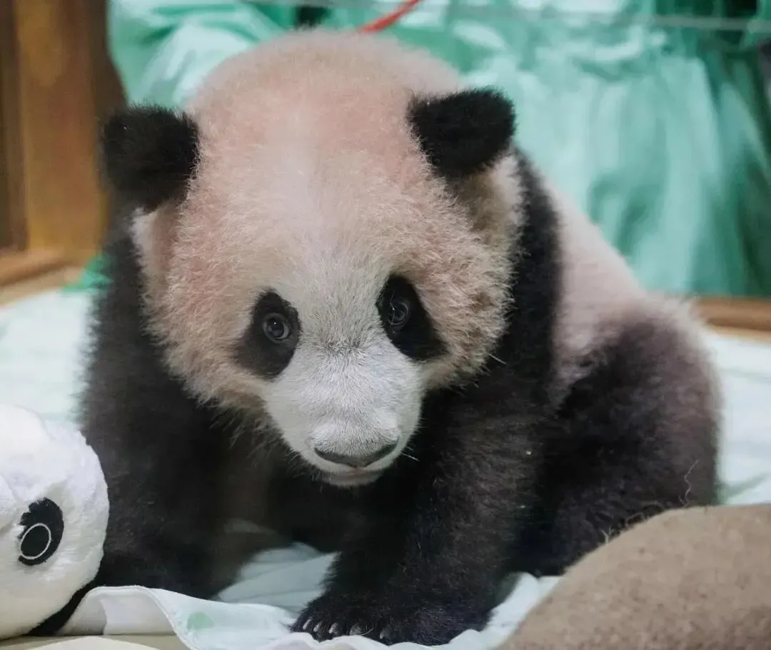 Cover image for Rio: Indonesia's First Homegrown Giant Panda