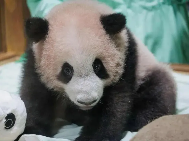Cover image for Rio: Indonesia's First Homegrown Giant Panda