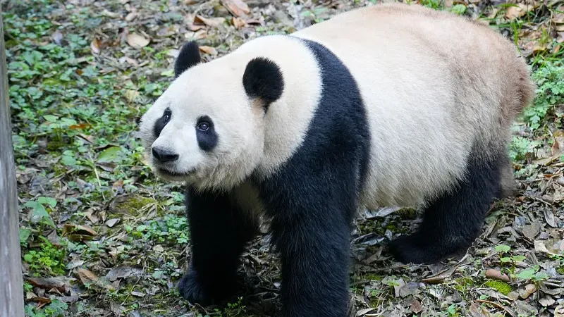 Cover image for "San Diego's Frozen Zoo: Preserving Panda Genes for the Future"