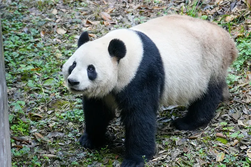 Cover image for San Diego's Frozen Zoo: Preserving Panda Genes for the Future