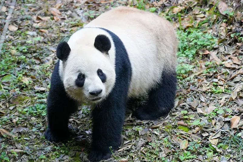 Cover image for Vienna's Miracle: How Schönbrunn Zoo Achieves Natural Panda Mating