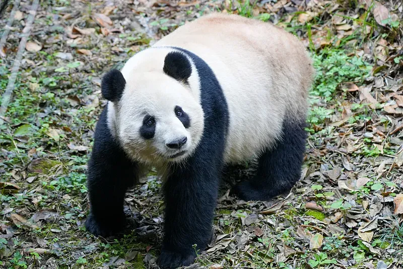 Cover image for Caring for Senior Pandas: How 100-Year-Old Pandas Live Out Their Days