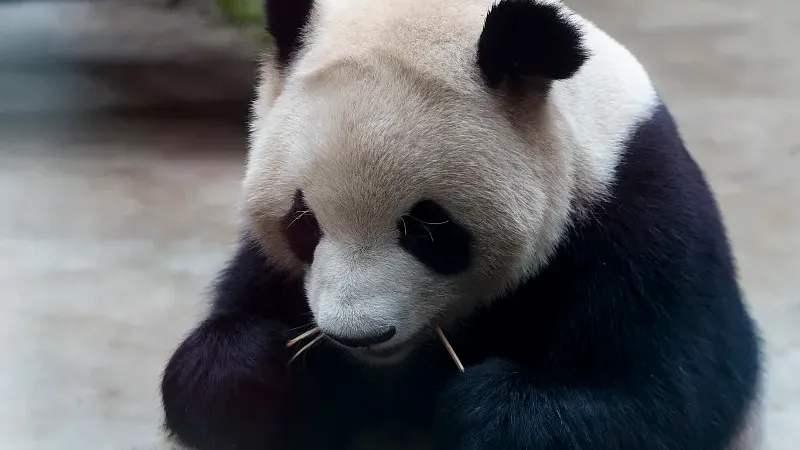 Cover image for "Tropical Challenge: Keeping Pandas Cool in Singapore and Malaysia"