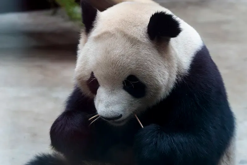 Cover image for Tropical Challenge: Keeping Pandas Cool in Singapore and Malaysia