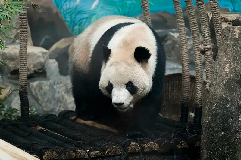 Cover image for After the Earthquake: Wolong's Rebirth After the 2008 Wenchuan Disaster