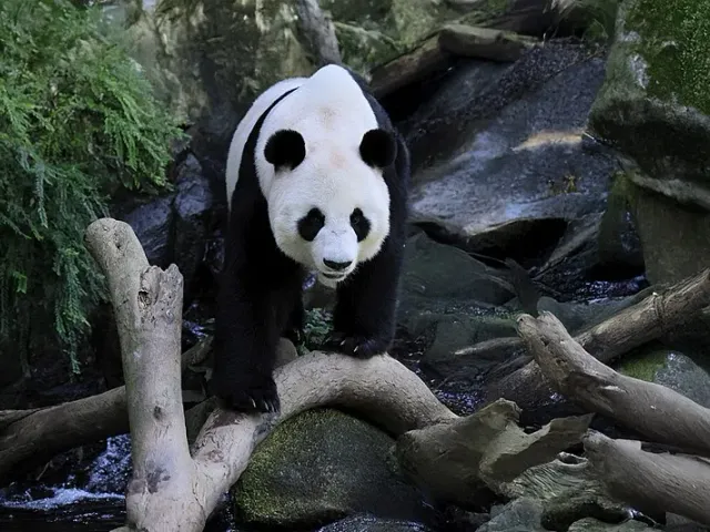 Cover image for What Sound Does a Panda Make? The Complete Panda Sound Library & Meaning Decoder