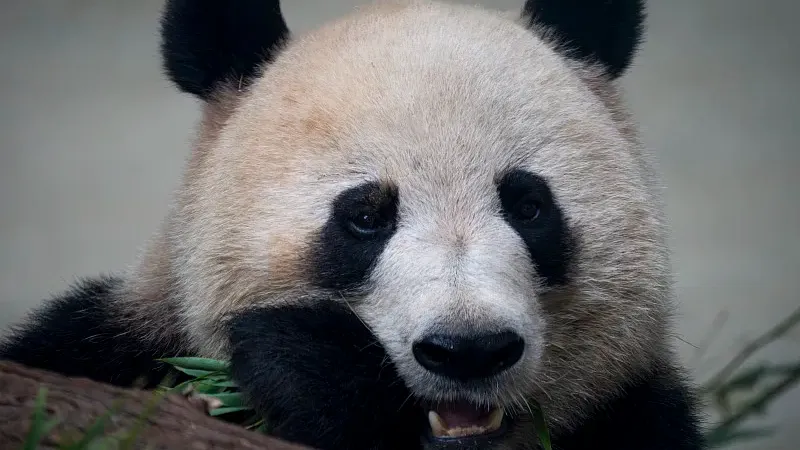 Cover image for "Why Are Pandas Black and White? A Color Camouflage Guide for Kids"