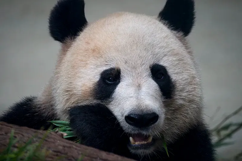 Cover image for Why Are Pandas Black and White? A Color Camouflage Guide for Kids