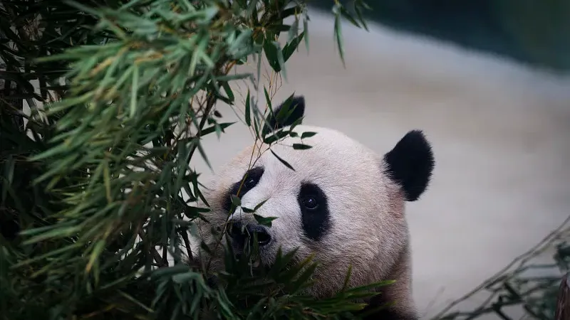 Cover image for "Why Pandas Don't Hibernate: Winter Survival at High Altitude"