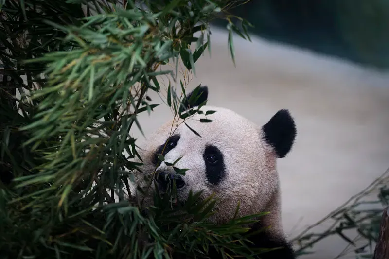 Cover image for Why Pandas Don't Hibernate: Winter Survival at High Altitude