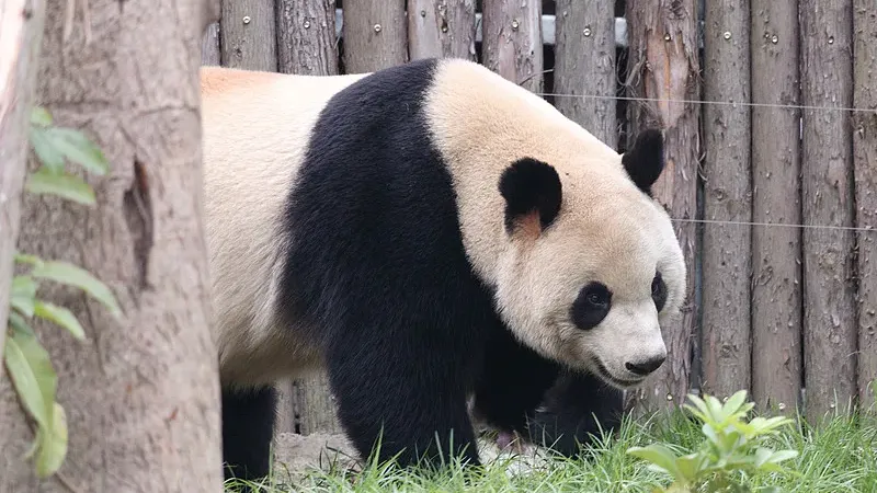 Cover image for "My Home Is in the Deep Mountains: A Tour of Wild Panda Forests"
