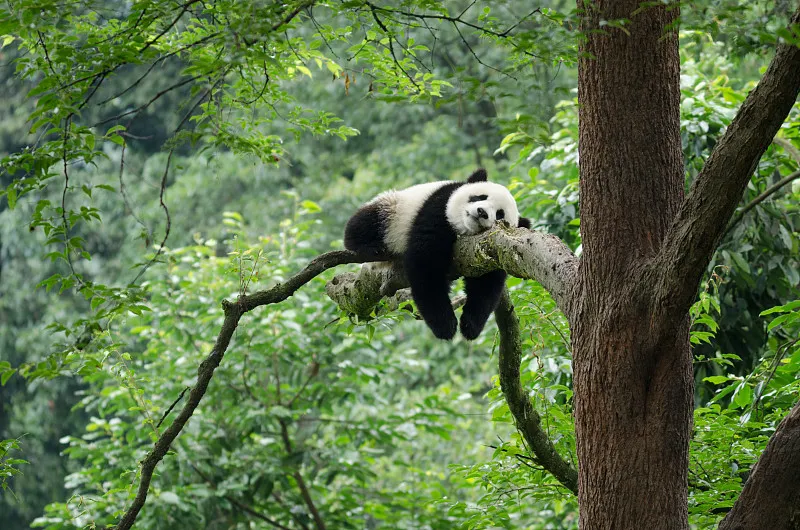 Cover image for When Bamboo Flowers: The 1980s Crisis That Nearly Starved Wild Pandas