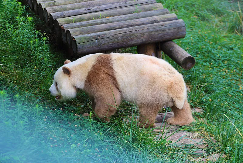 Cover image for Why Are Pandas Black and White? Camouflage and Social Communication