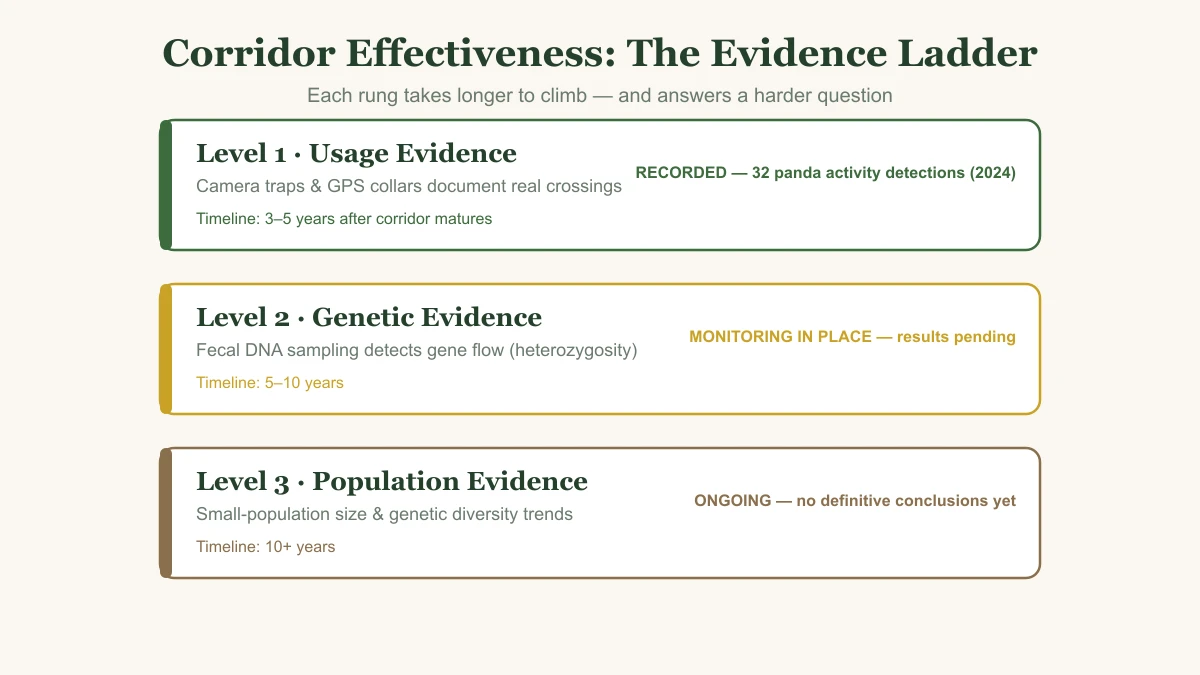 The corridor effectiveness evidence ladder: usage evidence (3-5 years), genetic evidence (5-10 years), and population evidence (10+ years)