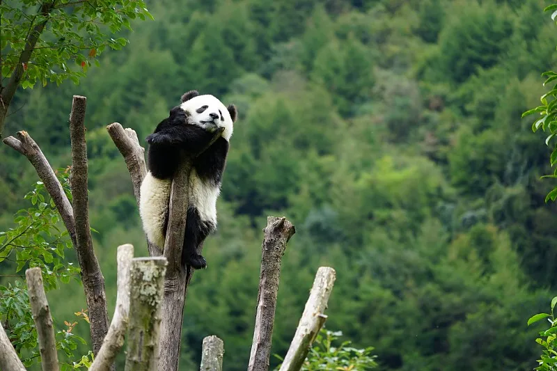 Cover image for Edinburgh's Farewell: Tian Tian and Yang Guang's 12-Year UK Journey