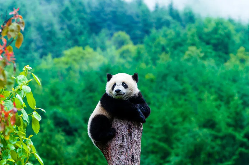 Cover image for "Historic Wild Panda Rescues: Basi, Qi Zai, and Other Survivors"