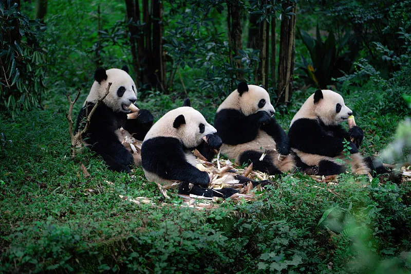Cover image for "1963 Breakthrough: The First Ever Captive Panda Birth at Beijing Zoo"
