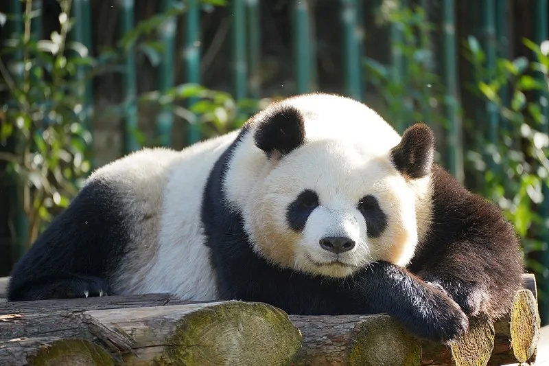 Cover image for "Pandas in Art: From Ancient Ink to Modern Street Murals"