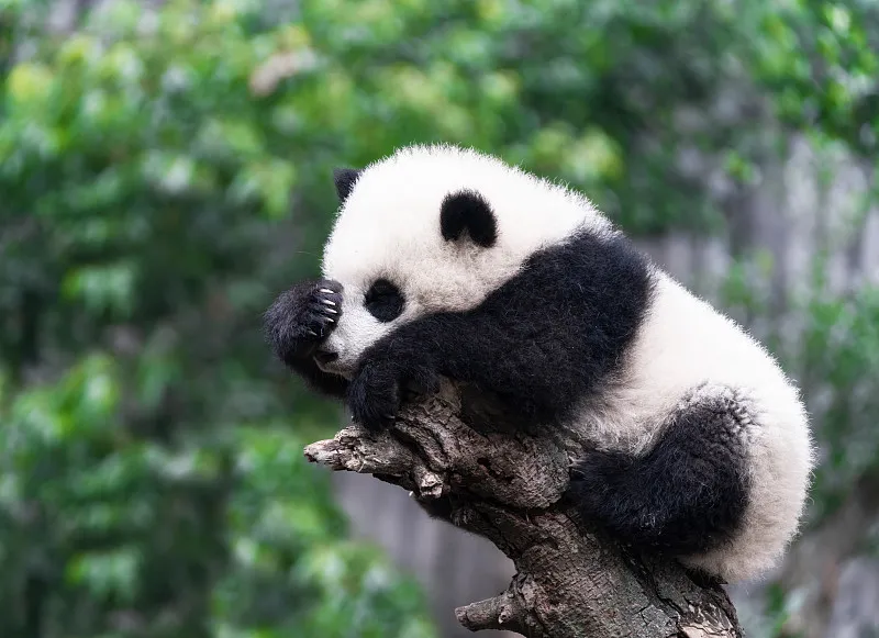 Cover image for Panda Collectibles Guide: From 1980s Enamel Mugs to Modern Art Toys