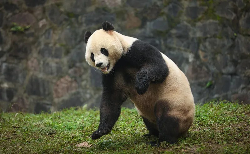 Cover image for Communities Around Pandas: Balancing Livelihoods and Conservation