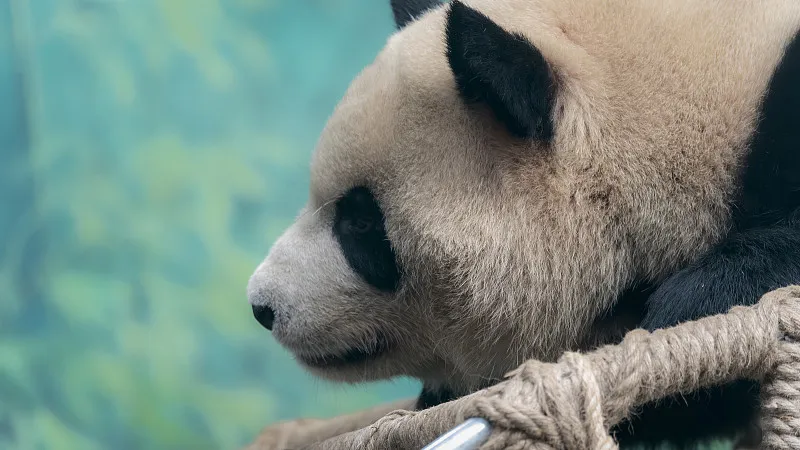 Cover image for How Pandas Became Bamboo Eaters: Stable Isotopes Rewrite the Diet Evolution Story