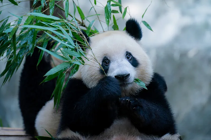 Cover image for "80 Years of Panda Diplomacy: From Wartime Gifts to Global Research Loans"