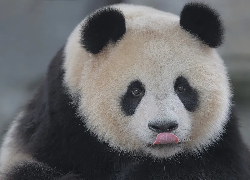 Cover image for Common Panda Diseases: From Gut Blockages to Parasite Prevention