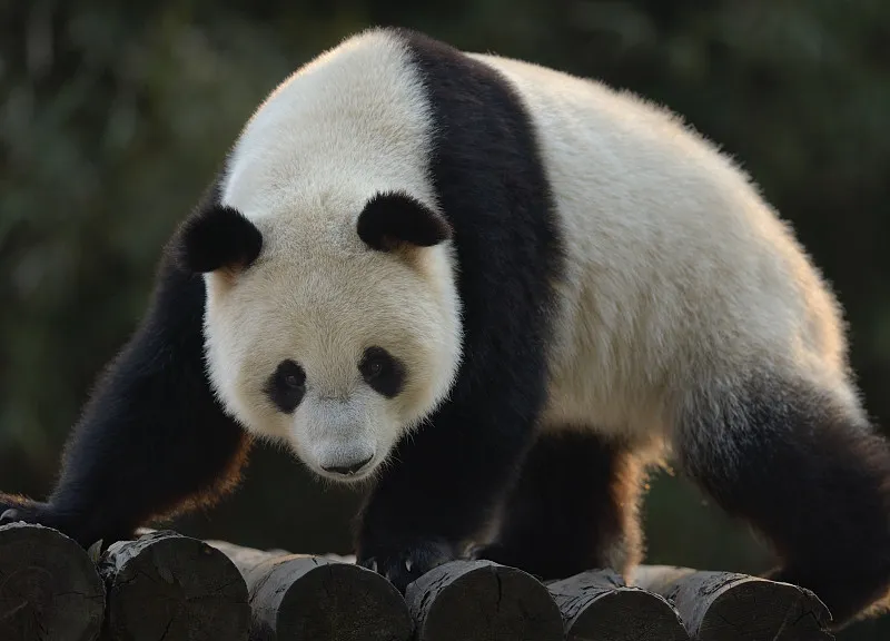 Cover image for From Endangered to Vulnerable: The Science Behind the IUCN Status Change