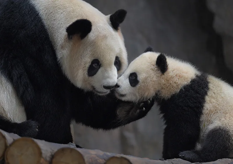 Cover image for Why Pandas Need Toys: The Science of Environmental Enrichment
