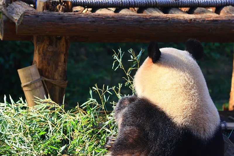 Cover image for Panda Express: What Kind of Plane Does a Panda Fly In?